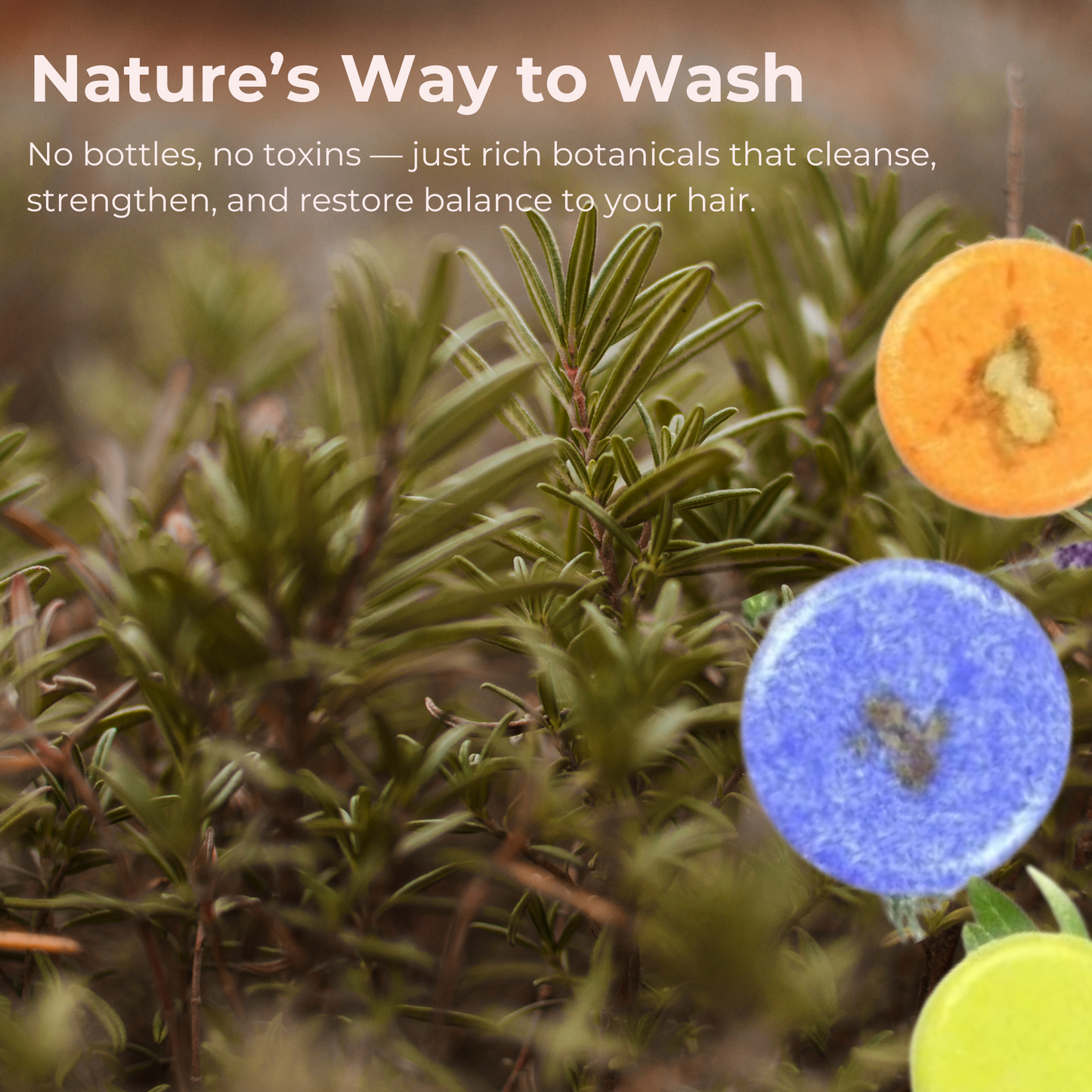 natural organic shampoo bars waves wellness